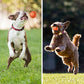 🔥Siste dag med tilbud: 50 % rabatt🐶 Automatisk, smart hundeball – bittbestandig, interaktivt treningsleketøy for hunder