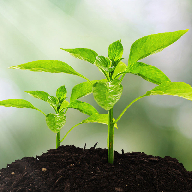 🌱 3-i-1-jordmätare med visare – Mäter pH-värde, fuktighet och ljus – Perfekt för trädgården, gräsmattan eller krukväxter – Enkel installation utan batterier 🌿